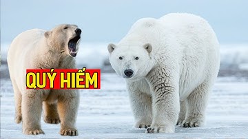 10 Loài Động Vật Tuyệt Đẹp Quý Hiếm Chỉ Có ở Bắc Cực
