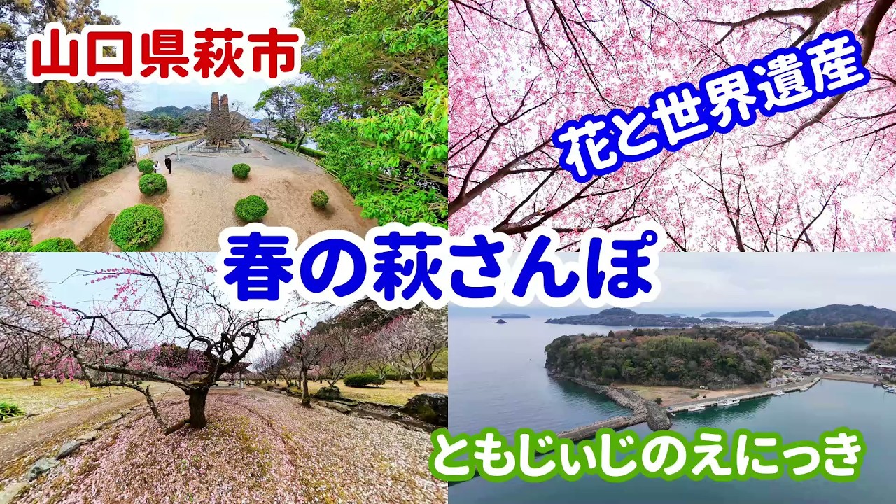 【山口・萩】早春の絶景巡り！河津桜と梅、世界遺産をめぐるドライブ旅