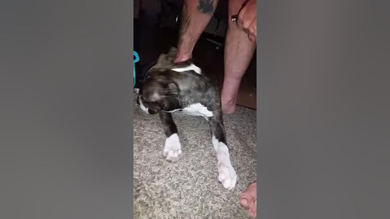 Dog eats his own vomit YouTube