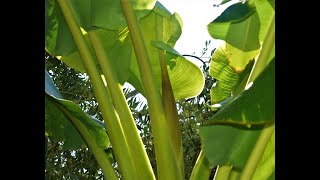 موز زراعة عضوية banana مراحل زراعة ألموز جزء(5) ظهور ألورقة ألعلم وهل تحتاج سماد.