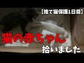 ダンボールに入っていた捨て猫の赤ちゃんを拾いました