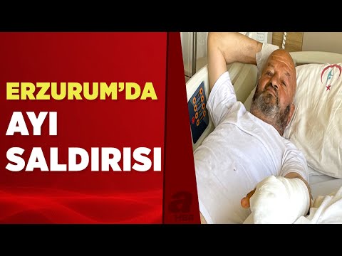 Erzurum'da yaşlı adama ayı saldırdı! Ayının saldırdığı adam yaşadıklarını anlattı! | A Haber