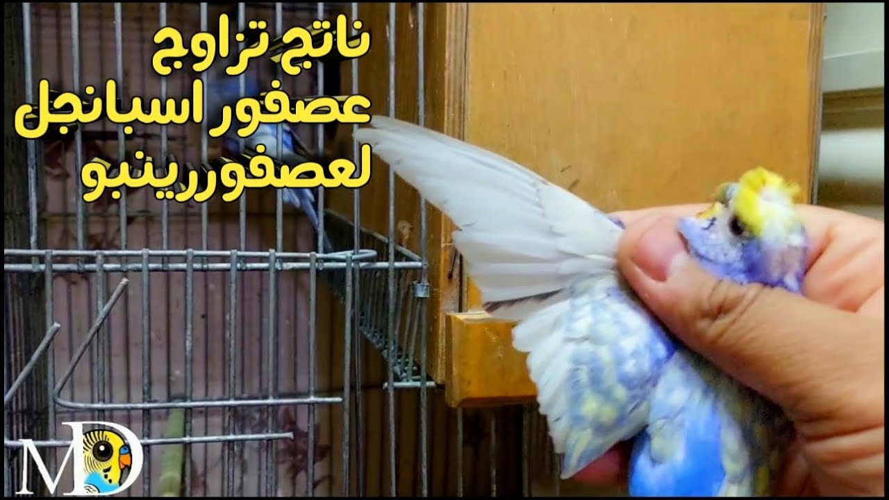 ناتج تزاوج الاسبانجل مع الرينبو🤔