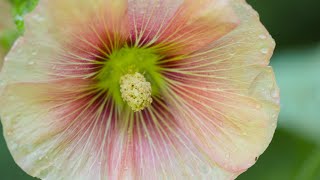 July Flowers-Garden Montage- Hollyhocks, Zinnias, American Bellflower, Sunflower, Pansies, Rudbeckia