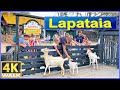 【4K】WALK Lapataia Farm PUNTA del ESTE Uruguay 4k video UY