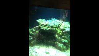 Natural saltwater tank