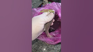 Tác hại của việc thả cá giống nguồn giống không chuẩn? #ksviet #fishing #nuoica #caro#carodaunhim#