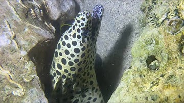 Diving under the sea to catch eels, crabs and sea cucumbers | Part 123-2