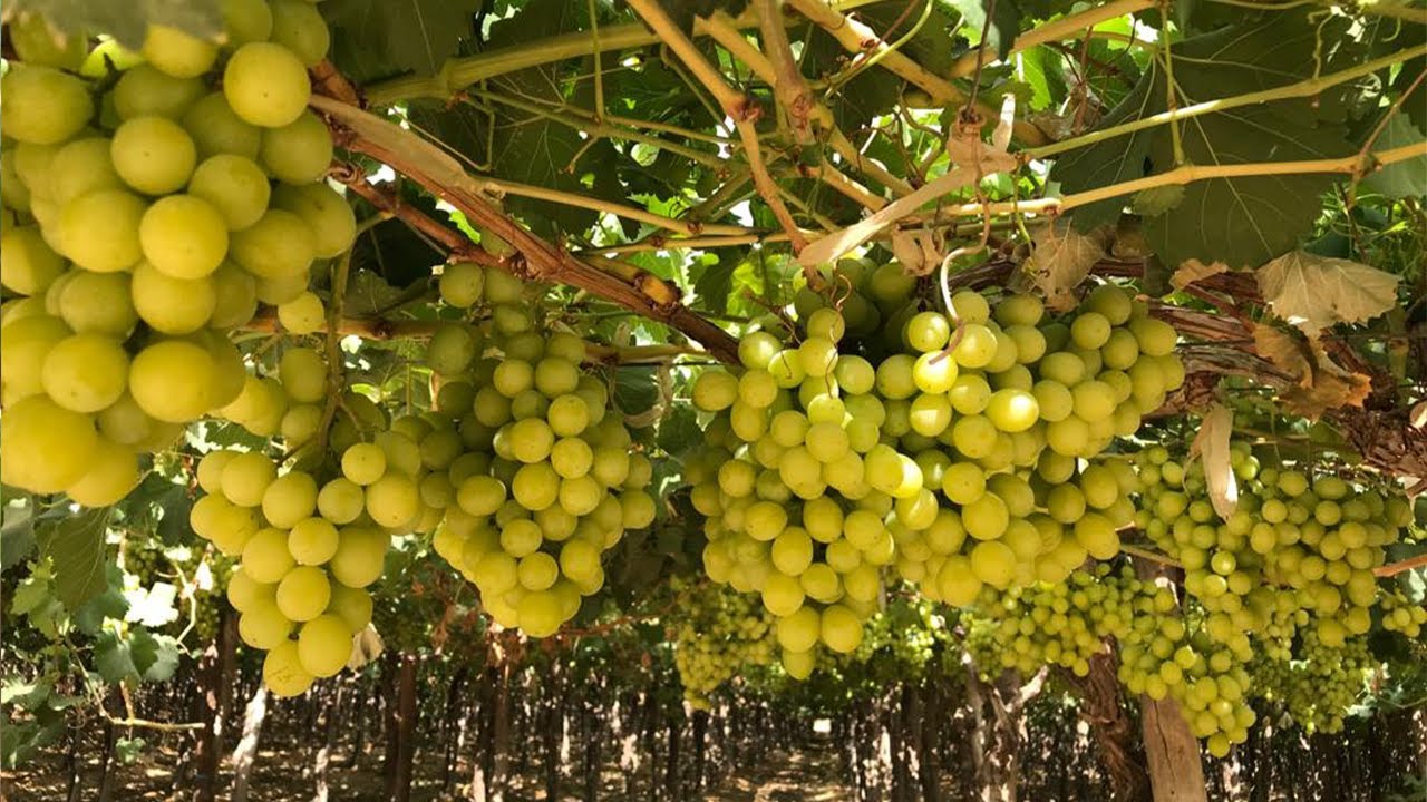 معلومة تهمك لضمان محصول جودة و كمية ١٠ طن في الفدان