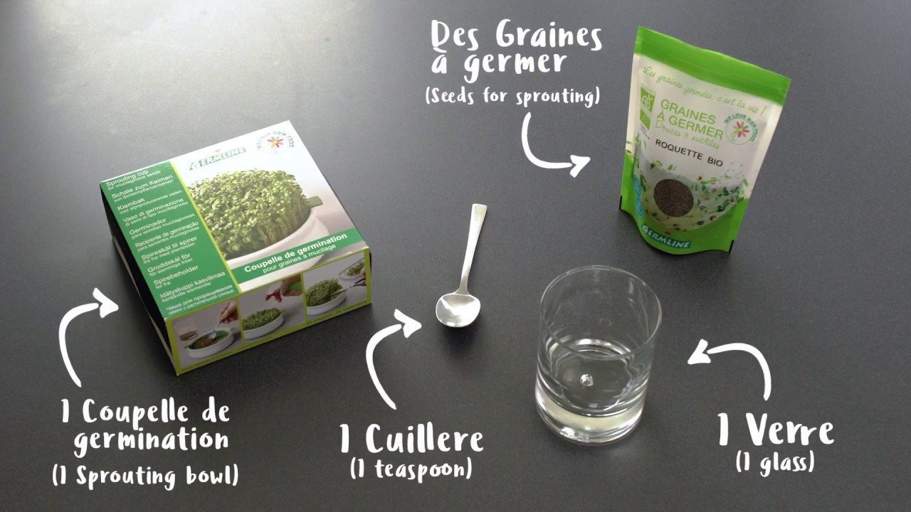 6 graines à germer indispensables pour débuter - Tout allant vert, le guide  des produits écolos et bios