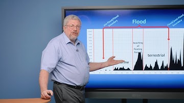 What Does This New Research about Fossils Reveal about Noah