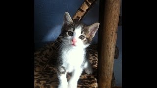 Шурик(котенок курильского бобтейла) Шурик(котенок курильского бобтейла)