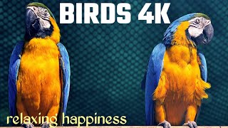 Macaw Parrots 4K Video - Relaxing Music With Colorful Birds In The Rainforest