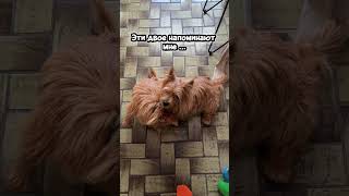 #funnydogs #norwich #norwichterrier #афоня #кузя