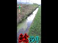【ナマズ釣り】水路のトップがおもしろい!