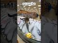 Cat Steals Fish From Grocery Store