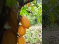 the cocoa harvest process produces satisfactory results #farming #shorts