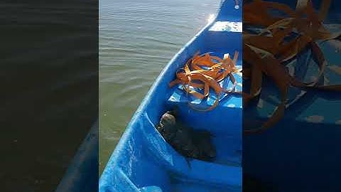 Cách dân biển đánh bắt cua hết sức đơn giản mà hiệu quả 