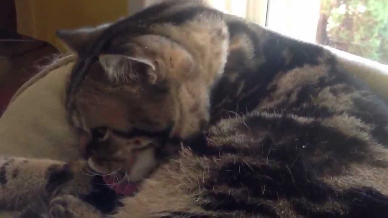 Cat cleaning itself YouTube