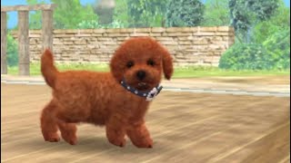 Meet Fluffy, My 2nd and Best Childhood Nintendog! Nintendogs + Cats
