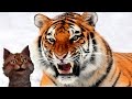 Наука для детей Животные | Тигр | Хищные животные