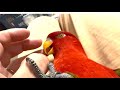 Playing and interacting with birb