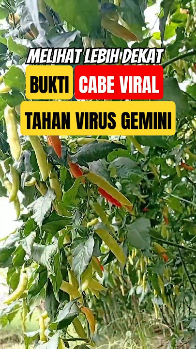 Melihat Lebih Dekat, Cabe Viral Terbukti Tahan Virus Gemini! 🔥 #pertanian #cabeviral #caberawitviral