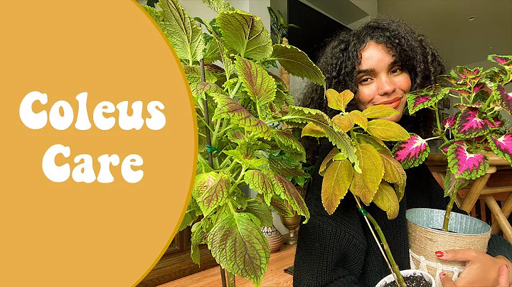 Coleus Care and Creating a Coleus Tree