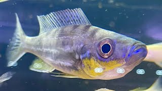 Download Lagu Jayant Cichlids- Benthochromis tricoti wf