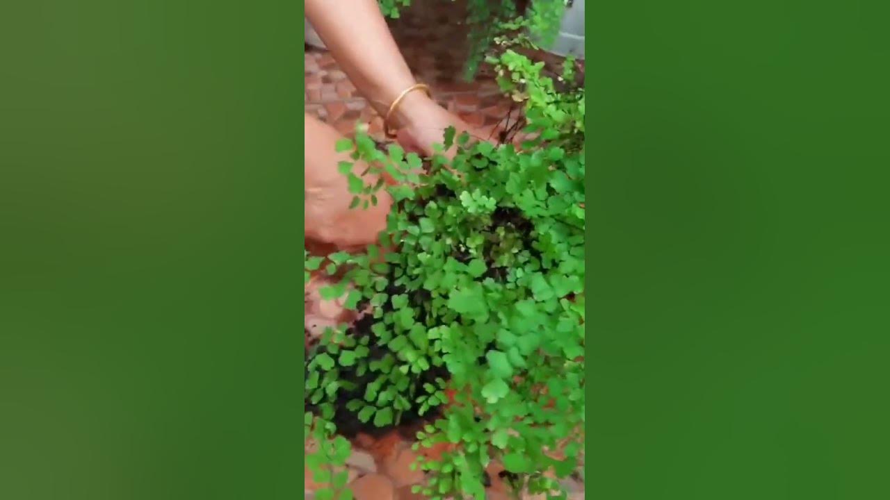 CARA MEMPERBANYAK SUPLIR #love #tanamanhias #suplir #viralvideo #fypyoutube #sorotanpublik  #shorts