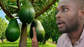 Giant Avocado Harvesting in the Village 🇰🇪