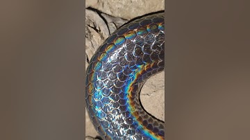 màu da đặc trưng của rắn hổ hành #cobra #rắnhổhành