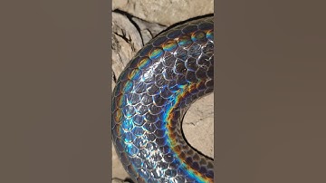 màu da đặc trưng của rắn hổ hành #cobra #rắnhổhành