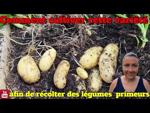 Vidéo: Qui a cultivé la pomme de terre le premier ?