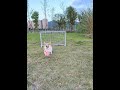 Cute Puppies ー笙 Super Funny Corgi 笙 Shorts 2025 Cute Puppies ー笙 Super Funny Corgi 笙 Shorts 2025