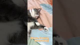Предки его охотниками Иркутскими  были, а он мамин московский пирожок  #cat #trending #fannyvideo