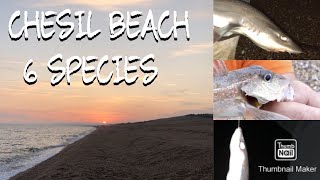 Sea Fishing Chesil Beach 6 Species And Meeting Ian Clark Angling Uk Smoothound Gurnard Mackerel
