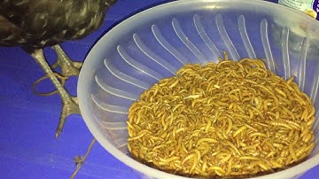 Me nyuam ntsuag lau qaib liab daj noj kab 2019