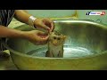 Baby Monkey | Tiny Olly Taking Bath In Big Bowl
