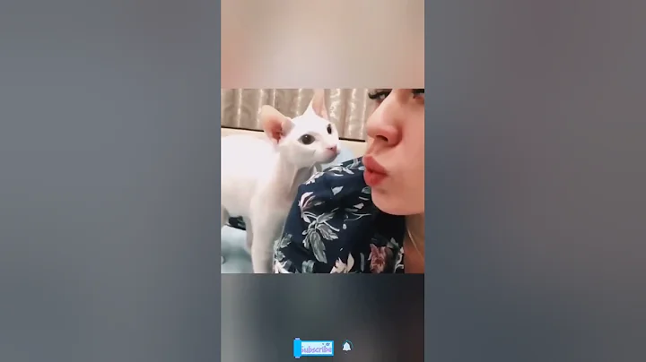 Funny Savage Cats That Are Totally Badass #shorts