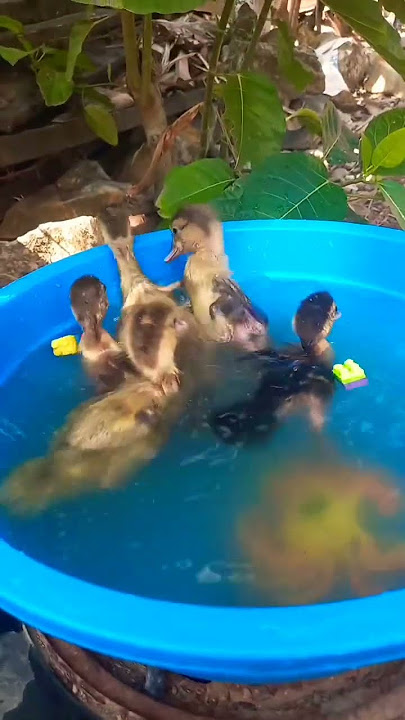 Cute & Funny Duck Dancing in the Water! 💃🦆 #duck #ducklingspro #funny #cute #birds #duckcartoon