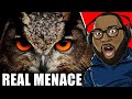 Why owls are the real menaces of nature