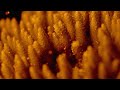 Coral Biology and Climate Resilience