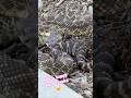 Some Rattlesnakes are not happy to see me #mad #snake #youtube #hot #video #spicy