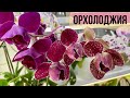 СКАЗКА в моей жизнииии😍 цветение ОРХИДЕИ и НОВИНКИ орхидея