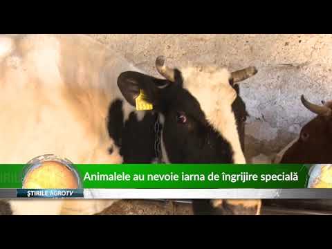 Video: Animalele Au Nevoie De Săruri Minerale
