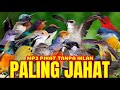 suara pikat semua burung