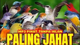 suara pikat semua burung