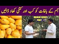          mango fertilizer requirements