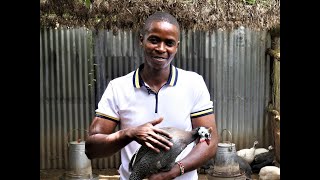 Agrirush  How I accidentally stumbled into guinea fowl farming... I am not leaving anytime soon!